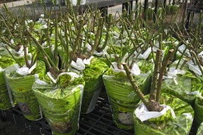 Bare Root Stock Plants And Trees