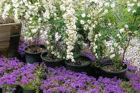 Landscape Nursery Plants